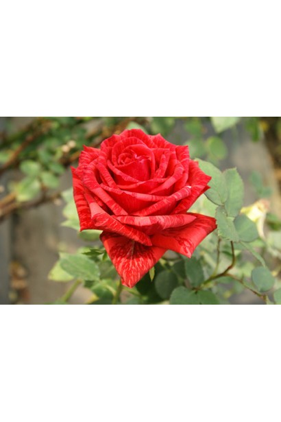 Ефектна смугаста чайно-гібридна троянда Red Intuition